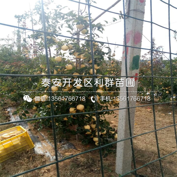 金冠蘋果苗批發(fā)價格、金冠蘋果苗多少錢一棵