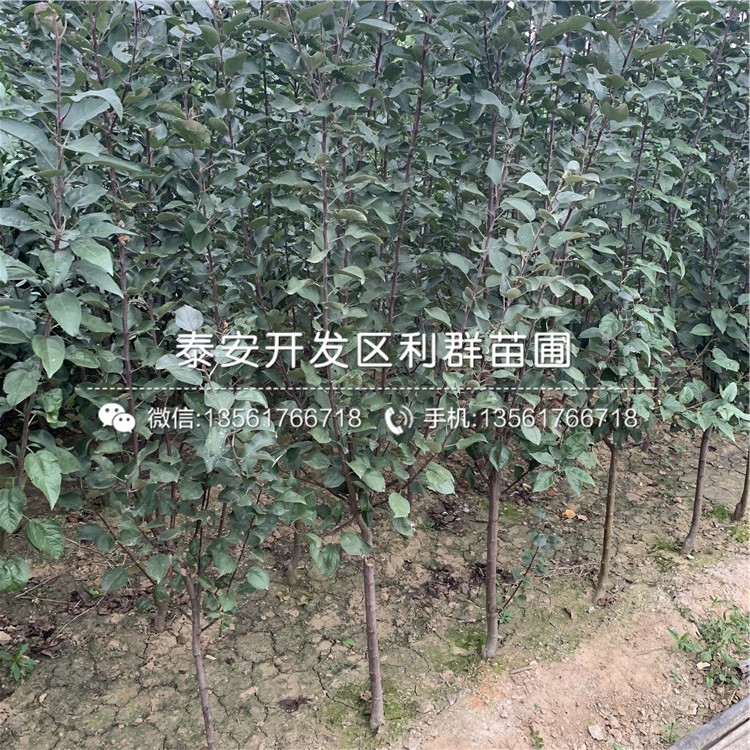 hff63苹果苗、hff63苹果苗出售价格