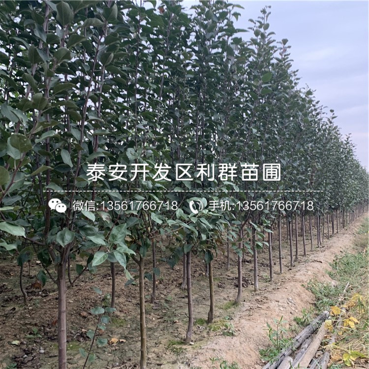紅露蘋果樹苗批發(fā)、紅露蘋果樹苗價格