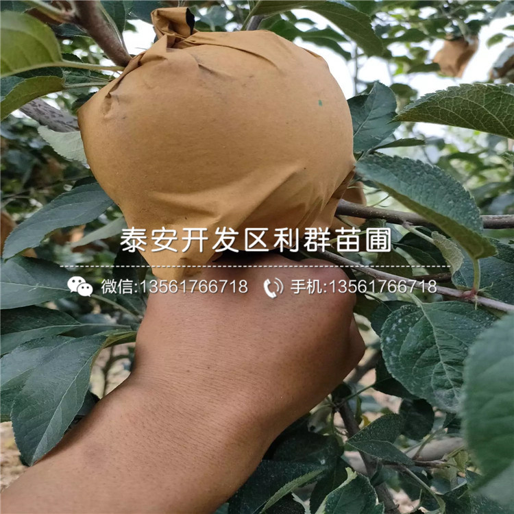 山東神富六號(hào)蘋果苗、山東神富六號(hào)蘋果苗多少錢一棵