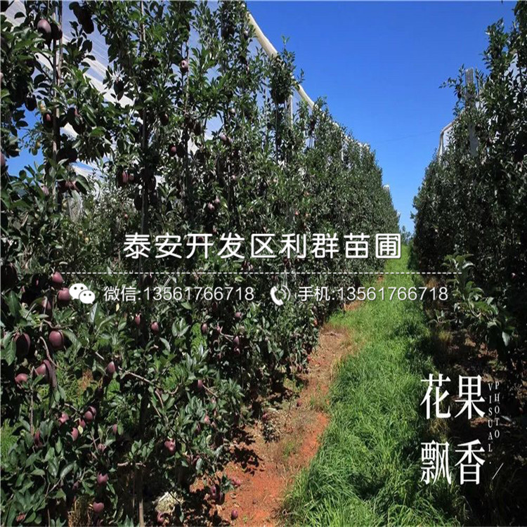 糖心蘋果樹苗、糖心蘋果樹苗價(jià)錢