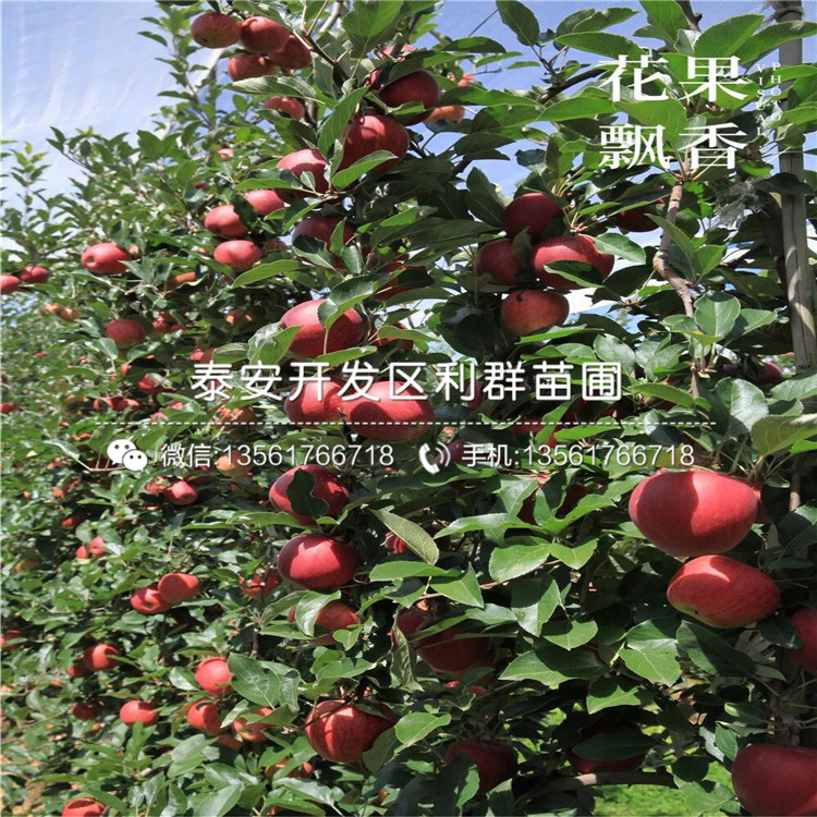 神富1號蘋果苗、神富1號蘋果苗多少錢