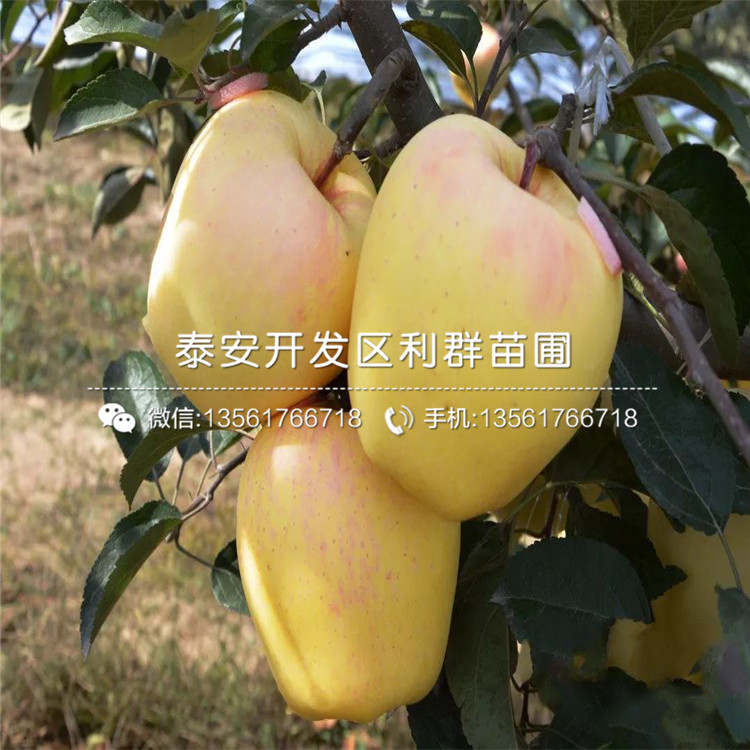 紅心蘋果苗批發(fā)、2020年紅心蘋果苗價格