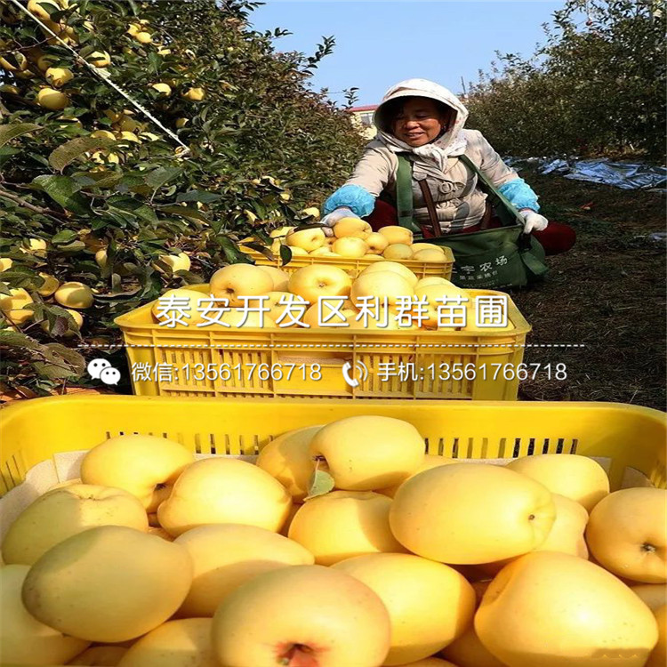 山东烟富八号苹果树苗、山东烟富八号苹果树苗批发