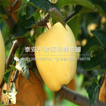 紅星蘋果樹苗哪里便宜、紅星蘋果樹苗價(jià)格是多少