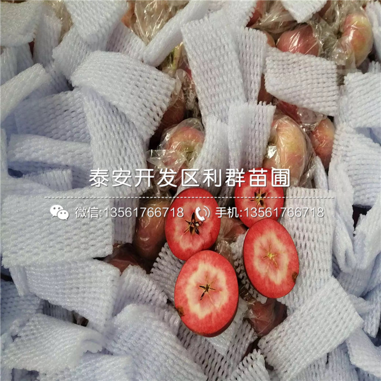 3公分蘋果苗、3公分蘋果苗價格及基地