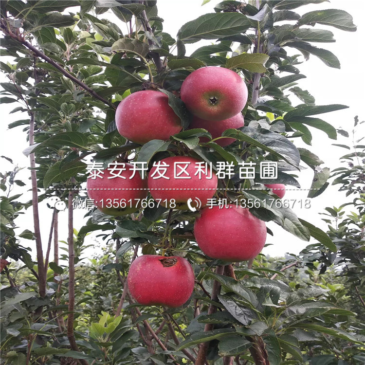煙富八號(hào)蘋果苗哪里有賣、煙富八號(hào)蘋果苗多少錢一棵