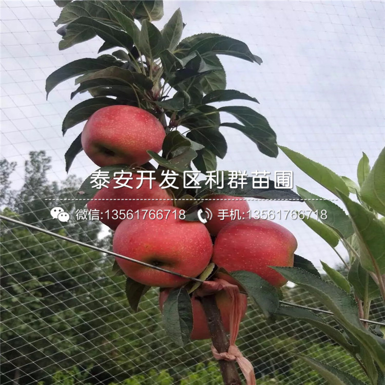 錦繡海棠苗、錦繡海棠苗出售價格