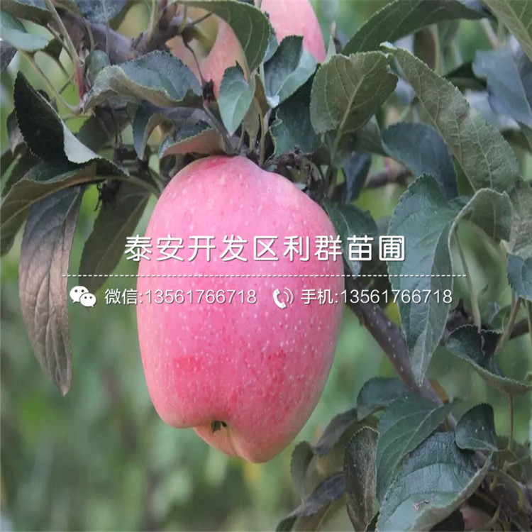 世界一號(hào)蘋(píng)果苗價(jià)格、2020年世界一號(hào)蘋(píng)果苗價(jià)格
