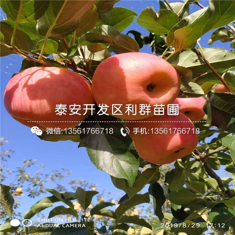 王林苹果树苗多少钱、王林苹果树苗多少钱一棵