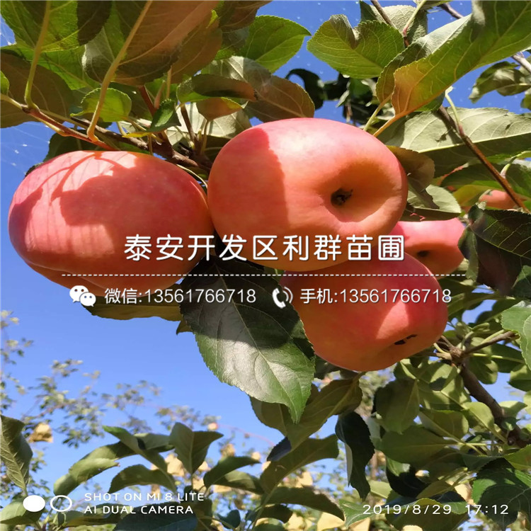糖心蘋果樹苗、糖心蘋果樹苗價(jià)錢