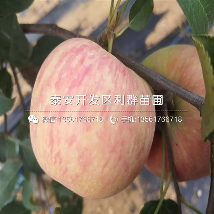 批發(fā)蘋果樹苗、批發(fā)蘋果樹苗出售基地