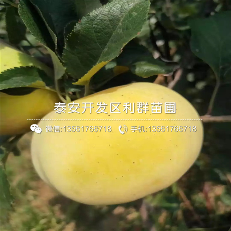 哪里有煙富0號蘋果樹苗出售、煙富0號蘋果樹苗多少錢一棵