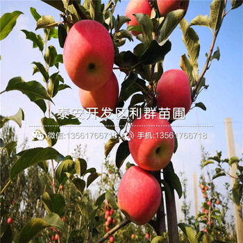 哪里有黃元帥蘋果樹苗出售、今年黃元帥蘋果樹苗價(jià)格是多少