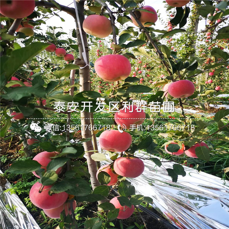 山東王林蘋(píng)果樹(shù)苗、山東王林蘋(píng)果樹(shù)苗基地
