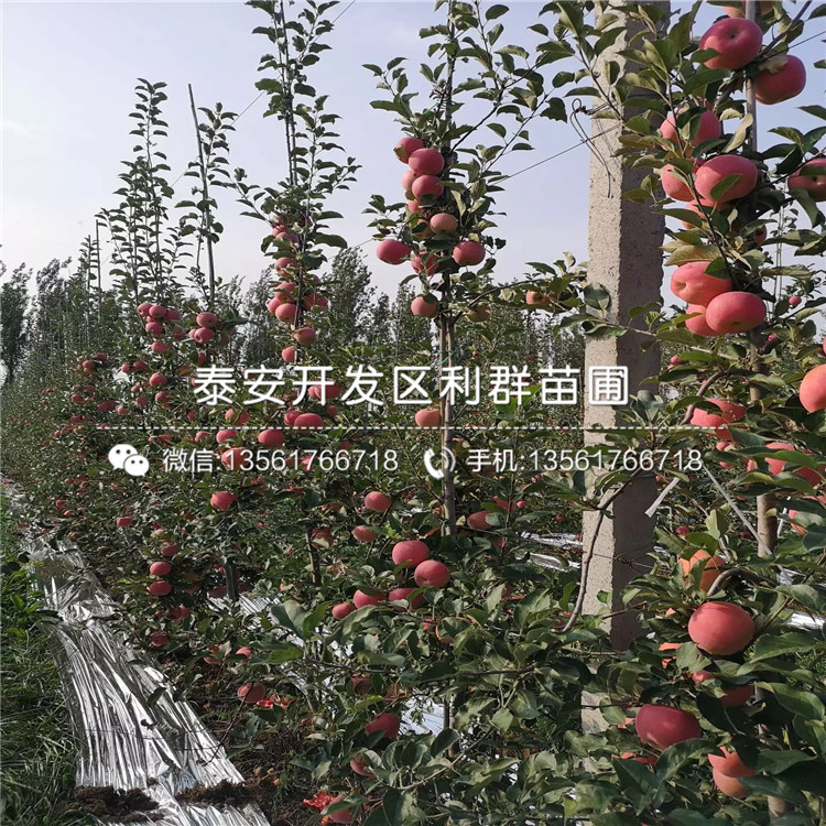 眾成三號蘋果苗價格、2020年眾成三號蘋果苗價格