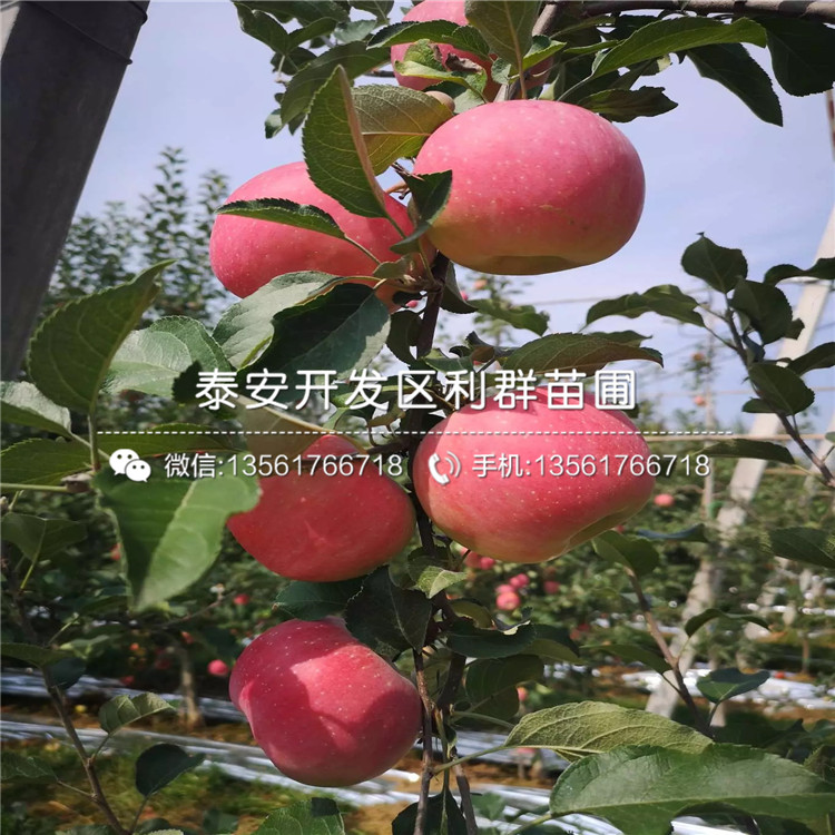 眾成一號蘋果樹苗出售價(jià)格、眾成一號蘋果樹苗多少錢一棵