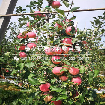 新品種蘋果苗批發(fā)、新品種蘋果苗多少錢一棵