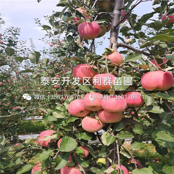 煙富6號(hào)蘋果苗出售、煙富6號(hào)蘋果苗價(jià)格