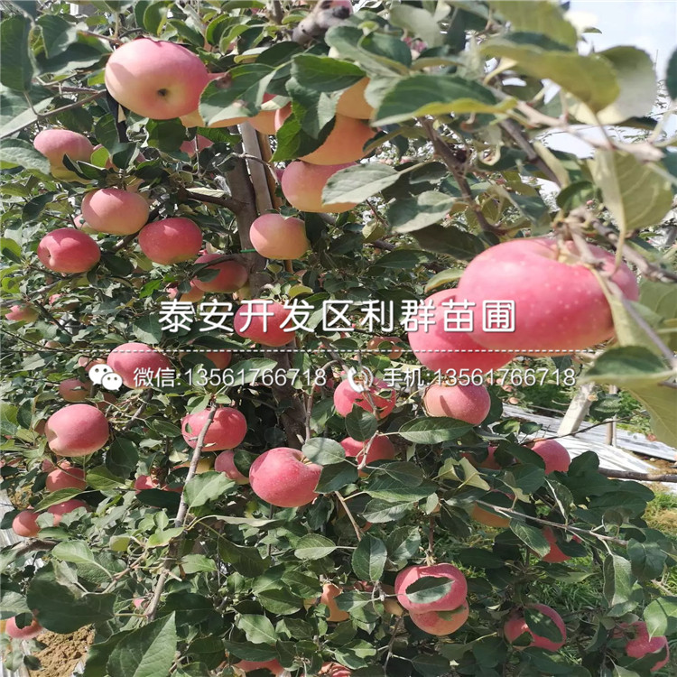藤木1號蘋果苗報價、藤木1號蘋果苗價格