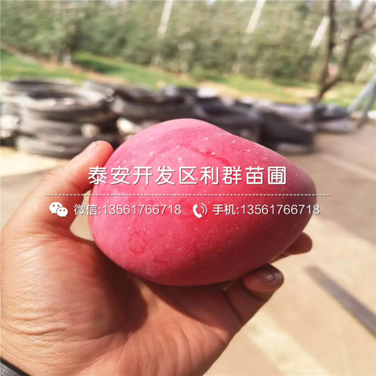 富士蘋果樹苗多少錢一棵