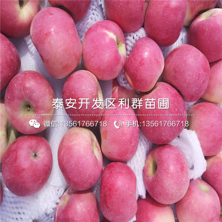 矮化蘋果樹苗哪里便宜、矮化蘋果樹苗價格是多少
