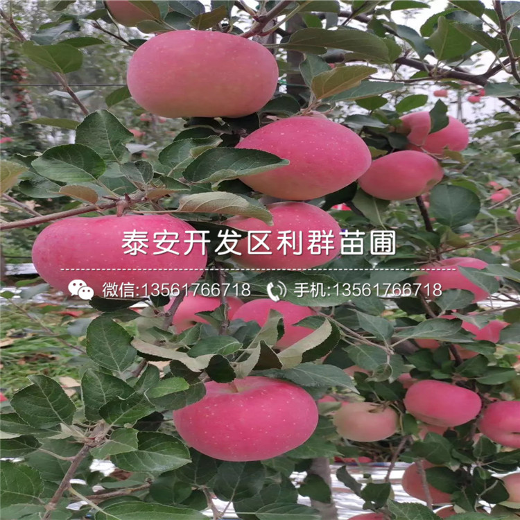 世界一號(hào)蘋(píng)果苗價(jià)格、2020年世界一號(hào)蘋(píng)果苗價(jià)格