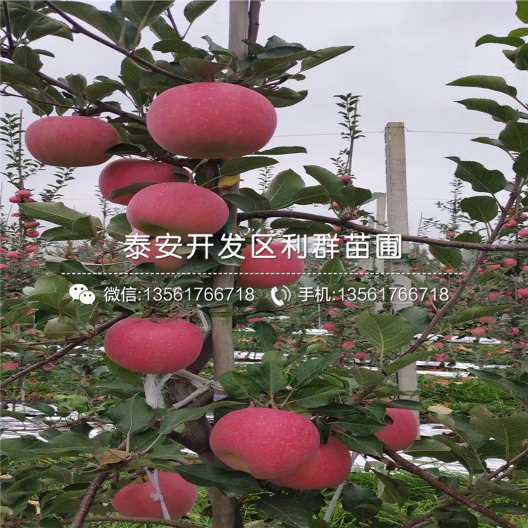 批發(fā)藤木一號(hào)蘋果樹苗、批發(fā)藤木一號(hào)蘋果樹苗多少錢一棵