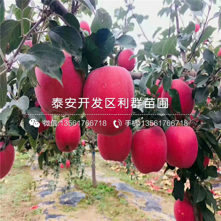 花牛蘋果樹苗出售、花牛蘋果樹苗多少錢一棵