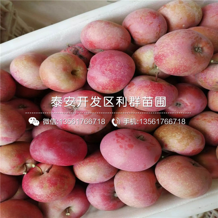 紅露蘋果樹苗批發(fā)、紅露蘋果樹苗價格