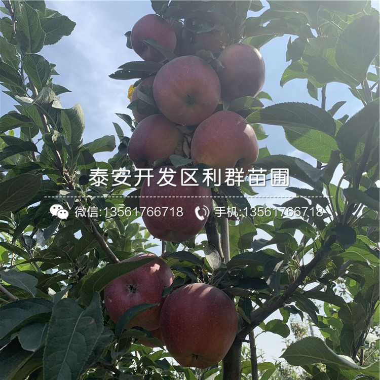 紅色之戀蘋果苗、紅色之戀蘋果苗出售基地