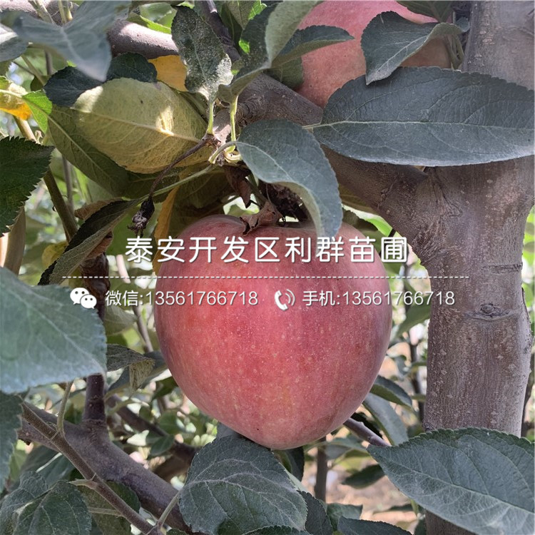 潤太一號蘋果苗、潤太一號蘋果苗多少錢一棵