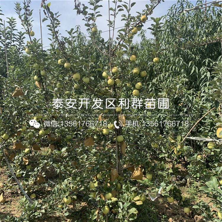 哪里有紅心蘋(píng)果樹(shù)苗出售、紅心蘋(píng)果樹(shù)苗多少錢(qián)一棵