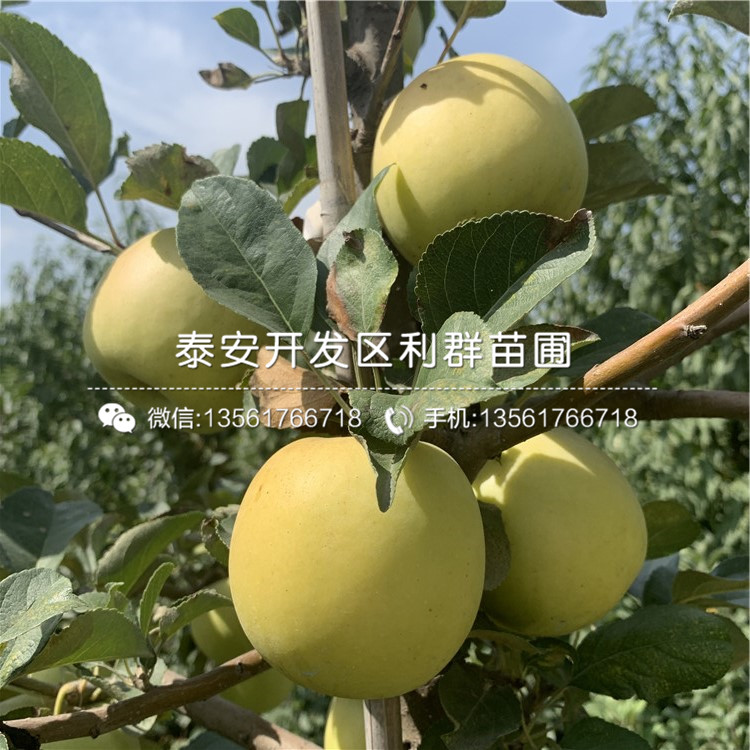 紅星蘋果樹苗批發(fā)基地、紅星蘋果樹苗價格及報價