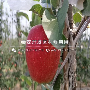 眾成一號(hào)蘋(píng)果苗、眾成一號(hào)蘋(píng)果苗出售