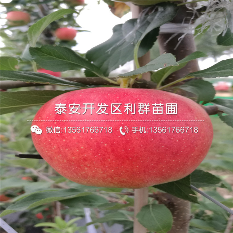 柱狀蘋果苗、柱狀蘋果苗多少錢一株