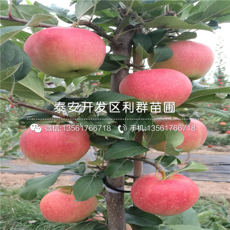 2020年蘋(píng)果苗、2020年蘋(píng)果苗價(jià)格及報價(jià)
