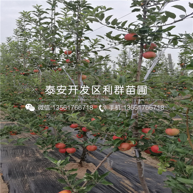 花牛蘋果苗多少錢一棵