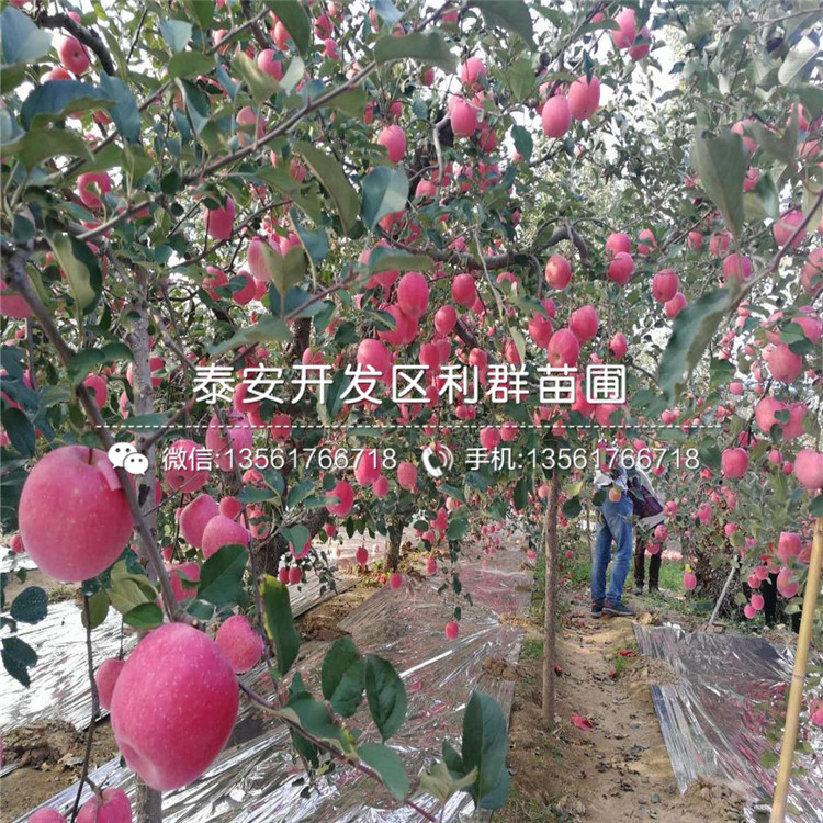矮化蘋(píng)果苗品種介紹、矮化蘋(píng)果苗多少錢(qián)一棵