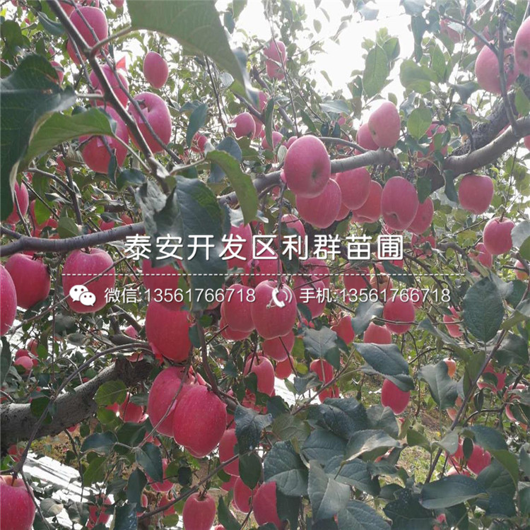 花牛蘋果苗、花牛蘋果苗出售