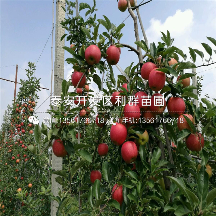 山東神富六號(hào)蘋果苗、山東神富六號(hào)蘋果苗多少錢一棵