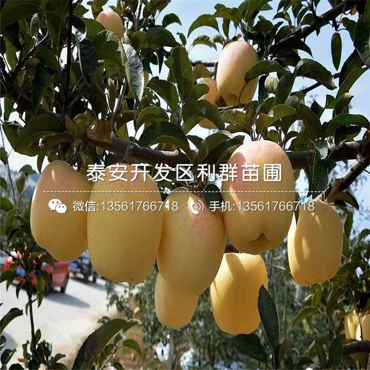 出售蘋果苗出售、出售蘋果苗價格及報價