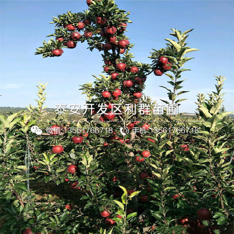 神富一號(hào)蘋果樹苗、神富一號(hào)蘋果樹苗品種