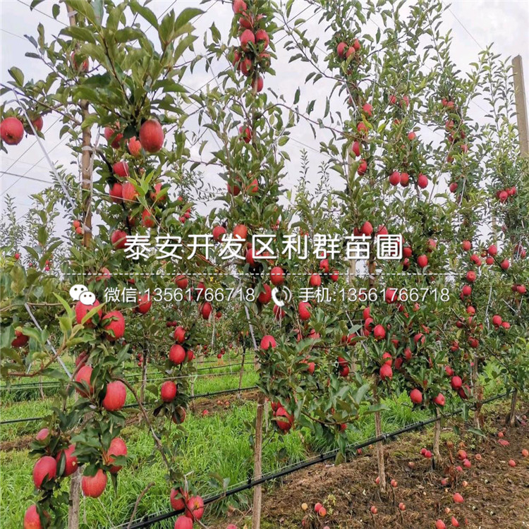 哪里有2020年蘋果樹苗出售、今年2020年蘋果樹苗價格是多少