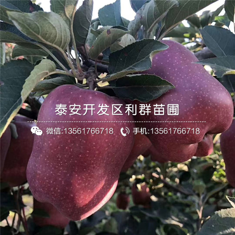 長富蘋果苗出售、長富蘋果苗多少錢一棵