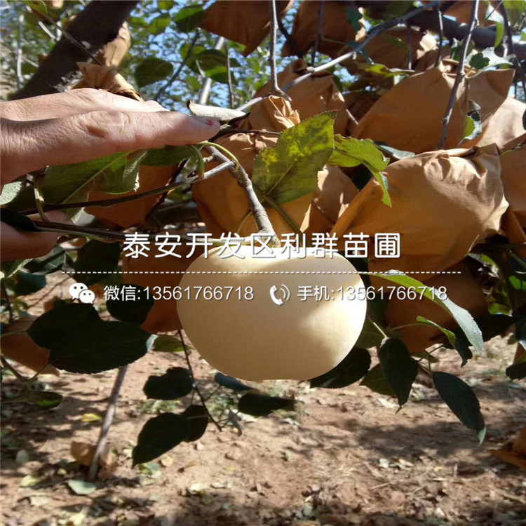 神富一號(hào)蘋果樹苗、神富一號(hào)蘋果樹苗品種