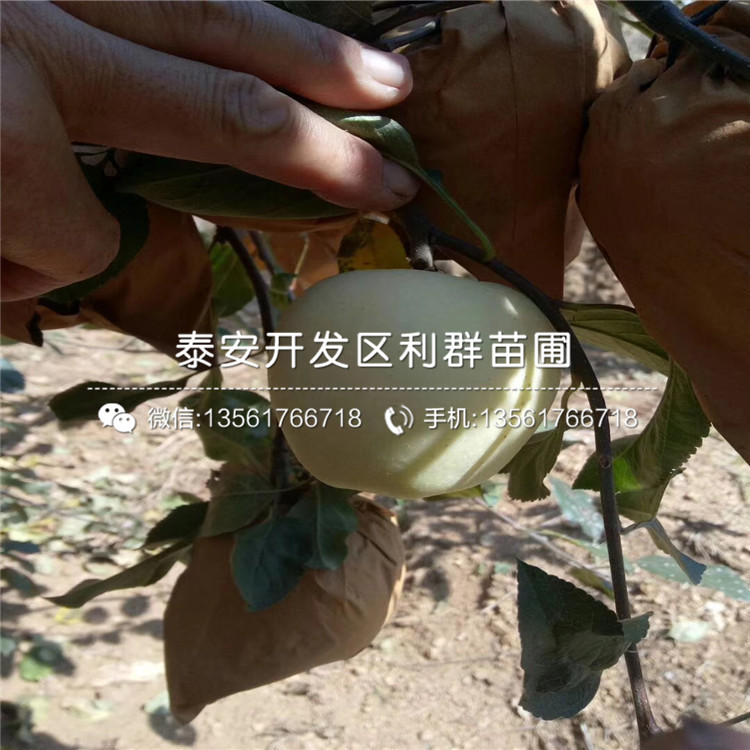 烟富8号苹果苗出售