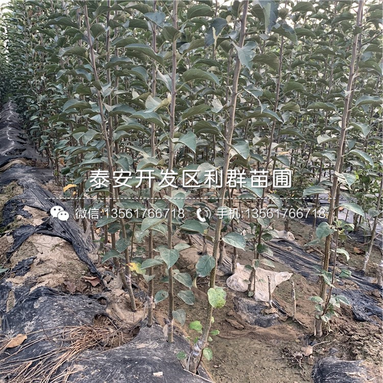 眾成一號(hào)蘋果樹苗、眾成一號(hào)蘋果樹苗新品種
