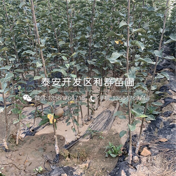 2020年出售蘋果苗報(bào)價(jià)、今年出售蘋果苗價(jià)格是多少