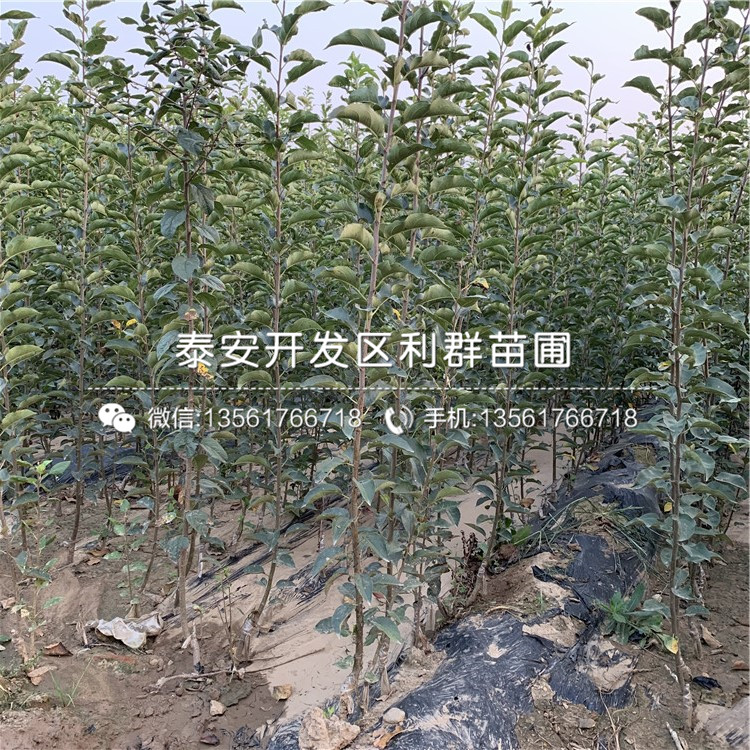 山東紅心蘋果苗、山東紅心蘋果苗價(jià)格